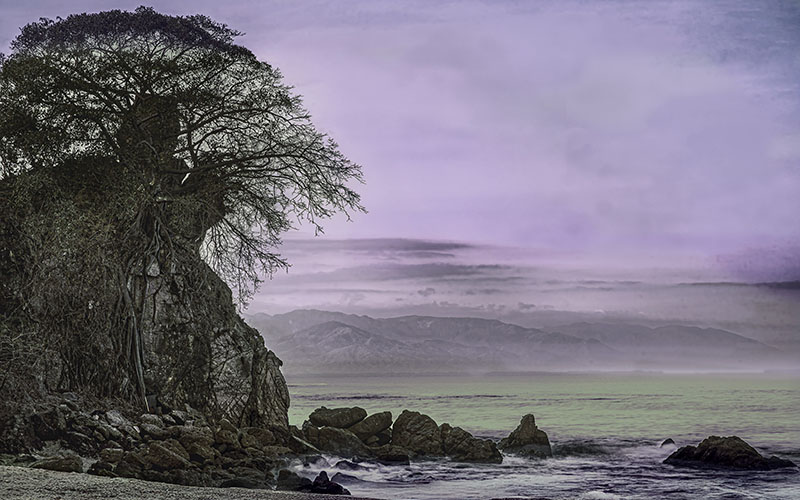 Atmospheric coastal scene with ancient tree and purple sky over misty sea