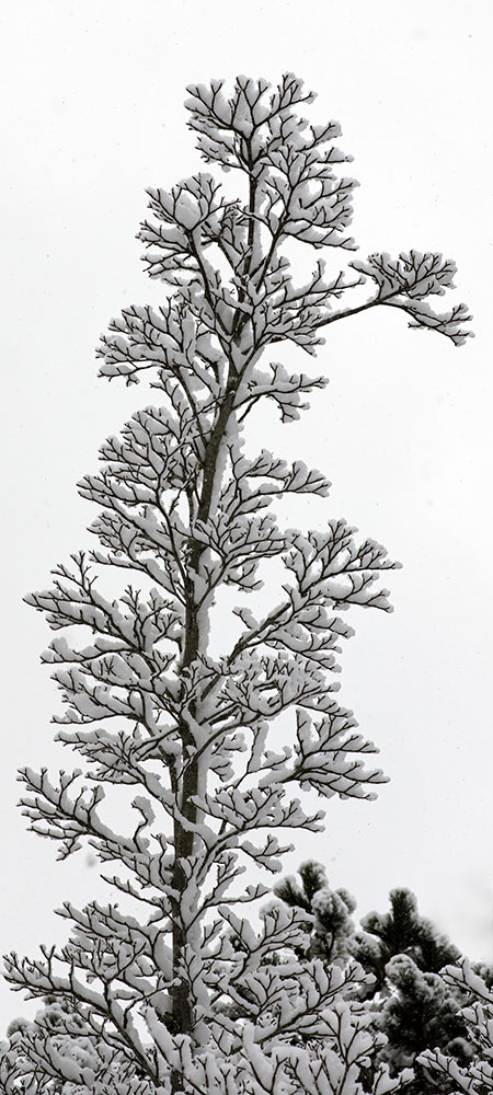 Snow-covered tree against white sky