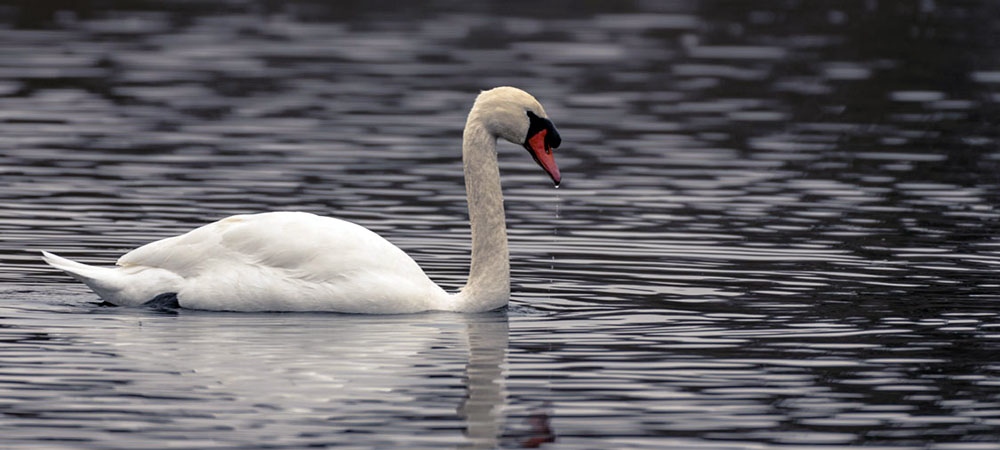 Mute swan, Onset Bay